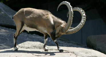 Popis a podmínky chovu alpských horských koz, cena kozorožce